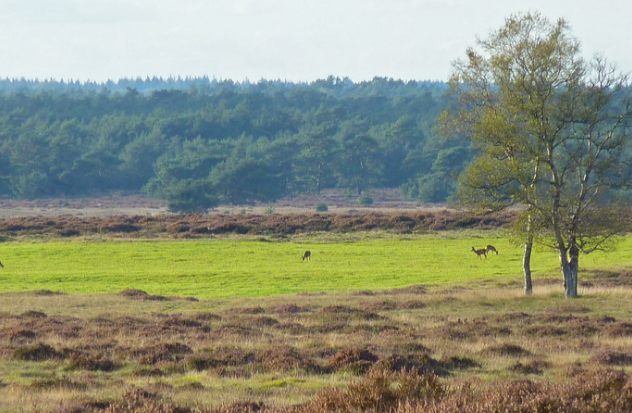 Hoge Veluwe